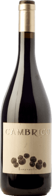 Cámbrico Crianza